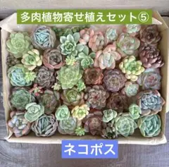 ⑤ 多肉植物 寄せ植えセット エケベリア 韓国カット苗