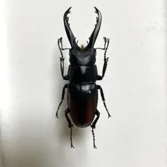 国産ノコギリクワガタ標本 - メルカリ