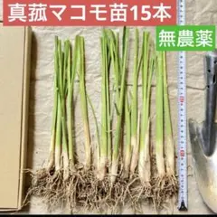 2026年最新】マコモダケ 苗の人気アイテム - メルカリ
