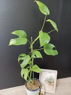 2026年最新】ヒメモンステラ 斑入りの人気アイテム - メルカリ