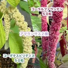 アマランサス２種＊コーラルファウンテン５０粒＊コーダタスビリディス５０粒のサムネイル