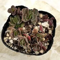 コジコジ様 リクエスト 3点 まとめ追加