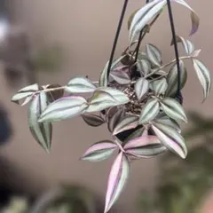 希少 トラディスカンティア ヒジョウバル 観葉植物 - メルカリ