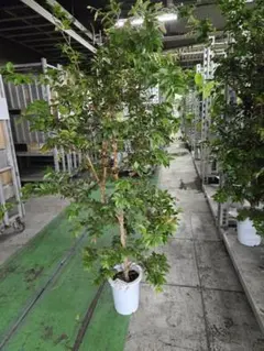 ☆ジャボチカバ☆8号鉢☆約200センチくらい☆四季なり系☆結実実績ありの株です ☆ジャボチカバ☆8号鉢☆約200センチくらい☆四季なり系☆結実実績あり
