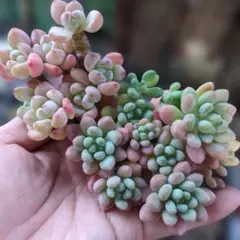 ピンク系　つぶつぶ苗セット　群生　多肉植物