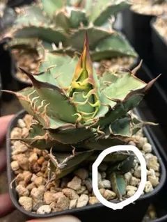 Agave Titanota 