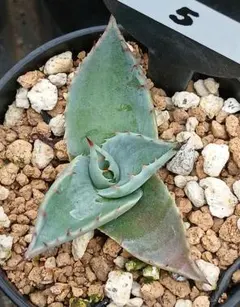 2 アガベ パリー トランカータ 実生【選抜 地植え 耐寒性 ドライ
