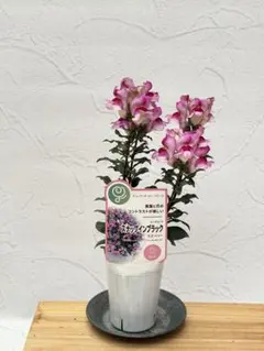 ペチュニア♡白妙♡万葉の美♡3.5号♡2個セット♡メルカリ便 - メルカリ
