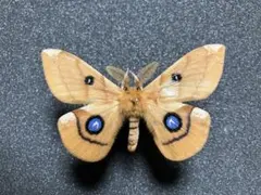 2026年最新】標本 蛾の人気アイテム - メルカリ