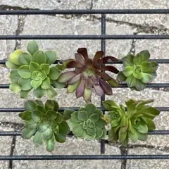 多肉植物 アエオニウム カット苗セット ◎メルカリ便◎