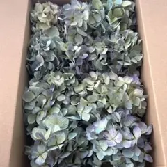 北海道産 秋色紫陽花 あじさいドライフラワー R③リース花材 60サイズ