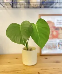 お得！プラ鉢のまま発送！すぐ飾れてハート型の葉が可愛い♪モンステラ 観葉植物のサムネイル
