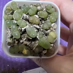 みそりか様 リクエスト 2点 まとめ商品