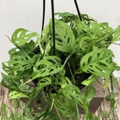 モンステラ Noid 微斑入り 硬質葉 モンステラ Noid 微斑入り 硬質葉 - メルカリ