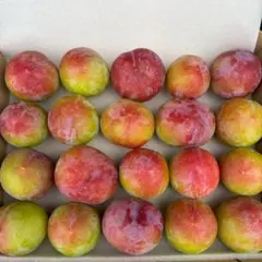 se128山梨県産 サマーエンジェル　すもも 1kg以上　新鮮　果物のサムネイル