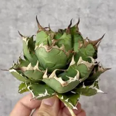 5 黒棘魔丸 コンパクト 肉厚丸短葉 ボールタイプ TC株 アガベ チタノタ アガベ チタノタ 魔丸 ボール型 美株 タグ付き 【31】 - メルカリ