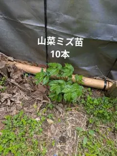 山菜ミズ根っこ付き400㌘以上になります。水曜日に収穫致します - メルカリ