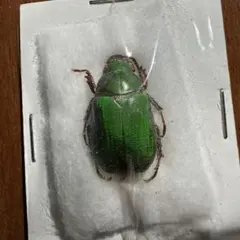 2026年最新】コガネムシ標本の人気アイテム - メルカリ