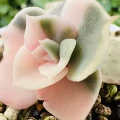 2026年最新】ポルックス錦の人気アイテム - メルカリ