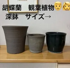 胡蝶蘭　観葉植物　深鉢　まとめ3点のサムネイル