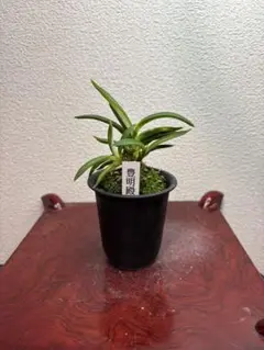 至宝の山採り品】富貴蘭 月影樓（香川県小豆島産） - メルカリ