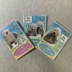 鳥羽水族館コレクションカード アザラシ ニコ レア - メルカリ