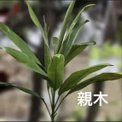 コルジリネ