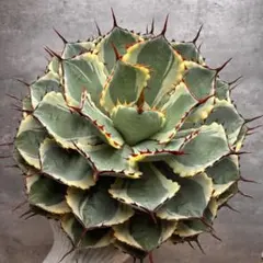 2025年最新】アガベ 錦の人気アイテム - メルカリ