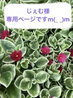 じぇむ様 リクエスト 2点 まとめ商品