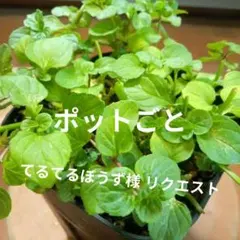 てるてるぼうず様 リクエスト 3点 まとめ商品