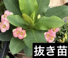 ハナキリン 八福神 ピンク 沢山の開花、多肉植物、抜き苗のサムネイル