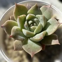 アルテミス 多肉植物 エケベリア