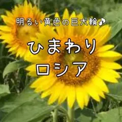 つー様 リクエスト 2点 まとめ商品
