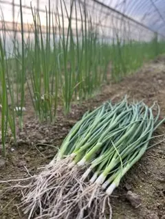 ねぎ苗100本のサムネイル