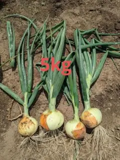 新玉ねぎ 群馬県産　5キロ　あやちゃん様専用