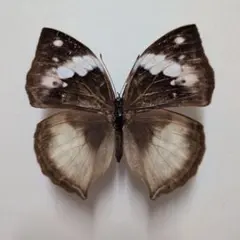 コノハチョウ ペア 標本 - メルカリ