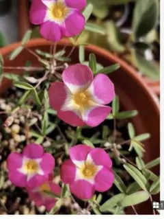 オキザリス　ヤエル球根5個　植えっぱなしOKのサムネイル
