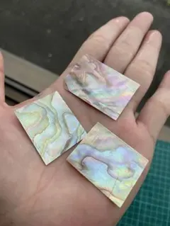貝殻セット2