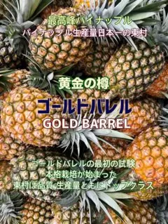 最高峰パインゴールドバレル（黄金の樽）芯まで柔らかく高糖度（東村産）クール便のサムネイル