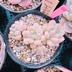 ayakon様 リクエスト 3点 まとめ商品