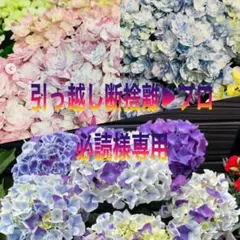 引っ越し断捨離様専用　紫陽花　アジサイ　なゆた　那由多　ホットチボリマーブル　3