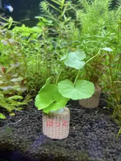 ネコハメ波様 リクエスト 4点 まとめ商品