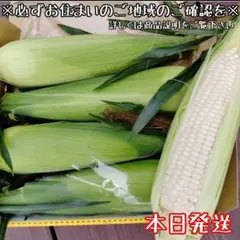 本日朝採り！とうもろこし☆ピュアホワイトコンパクトボックス4本（白いとうもろこしのサムネイル