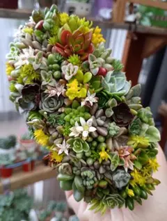 2026年最新】多肉植物 寄せ植え そのまま飾れるの人気アイテム - メルカリ