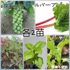 農薬不使用 野菜苗 各2苗セット 家庭菜園 野菜苗セット 各2苗 計8株 家庭菜園 - メルカリ