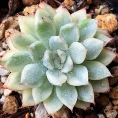 NEW❗️【レア種】大人気エケベリア　韓国苗　女雛錦　厳選苗　多肉植物❣️のサムネイル