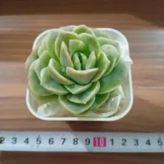 美々禅様 リクエスト 3点 まとめ商品