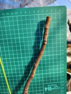 2026年最新】イチジク穂木の人気アイテム - メルカリ