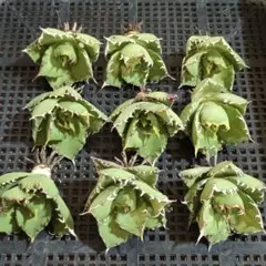 アガベ チタノタ 観葉植物 子株 毒蛇 カキコ - メルカリ