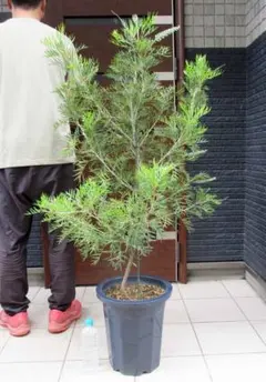 コニファーブルーアイス 苗木 大型165cm❗綺麗な葉色 シルバーブルー 優良株 コニファー ブルーアイス 苗 190cm❗綺麗な樹形 シルバーブルー 特選